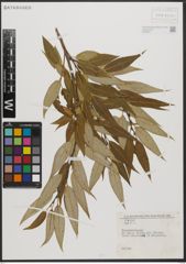 Foto von Salix L.